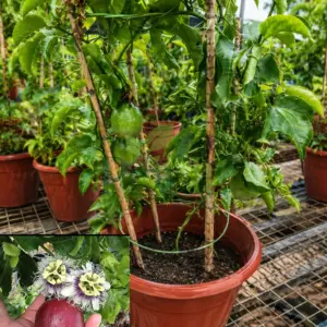 Healthy Purple Passion Fruit plant (Passiflora edulis) growing in a pot with green fruits, climbing vine, edible tropical fruit plant for home gardens.