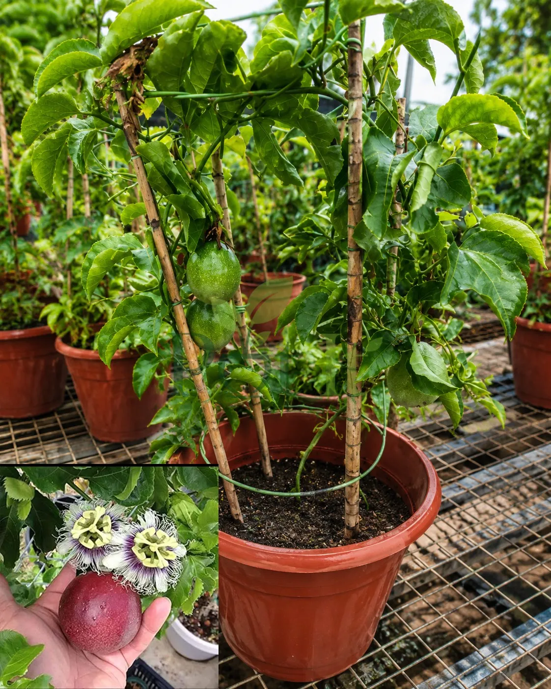 Healthy Purple Passion Fruit plant (Passiflora edulis) growing in a pot with green fruits, climbing vine, edible tropical fruit plant for home gardens.