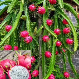 Mature Dragon Fruit plant (Hylocereus undatus) heavily loaded with ripe pink dragon fruits growing on a healthy cactus vine in a home garden.