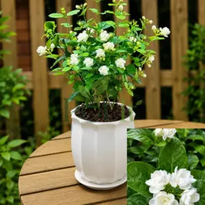 Healthy Arabian Jasmine Mogra plant in white pot with blooming double white fragrant flowers and green foliage.