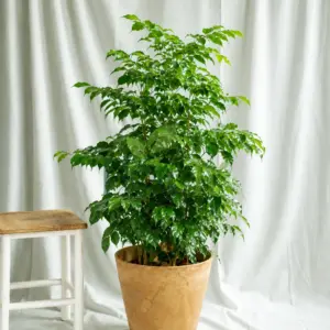 Healthy China Doll plant with glossy green leaves growing in a decorative indoor pot against a white backdrop.
