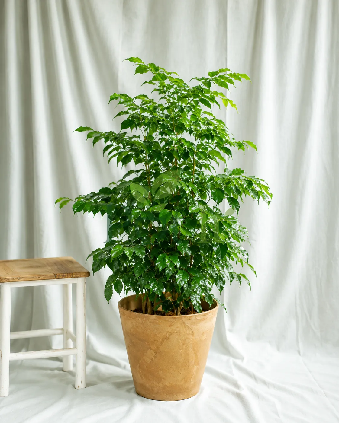Healthy China Doll plant with glossy green leaves growing in a decorative indoor pot against a white backdrop.