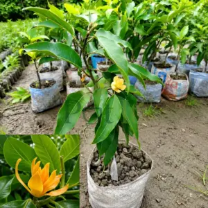 Golden Champaca live plant with glossy green leaves and fragrant yellow flowers growing in nursery bag