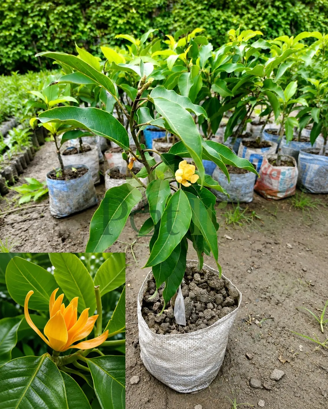 Golden Champaca live plant with glossy green leaves and fragrant yellow flowers growing in nursery bag