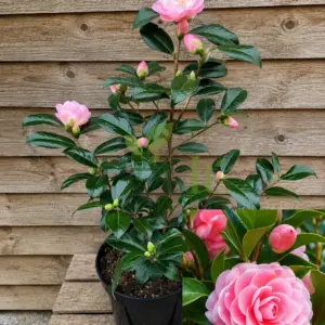 Pink Camellia japonica plant with double pink flowers and glossy dark green leaves in a pot