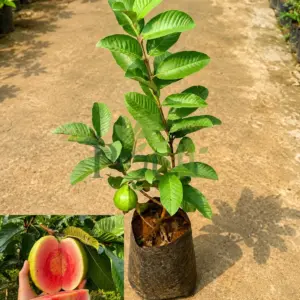 Golden 8 Pink Guava live plant with pink flesh guava fruit, grafted Psidium guajava fruit tree for home garden