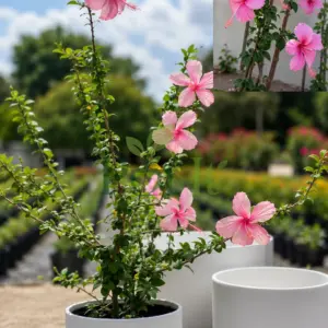 Pink Hibiscus flowering plant in pot with beautiful blooms, Hibiscus rosa-sinensis ornamental garden plant