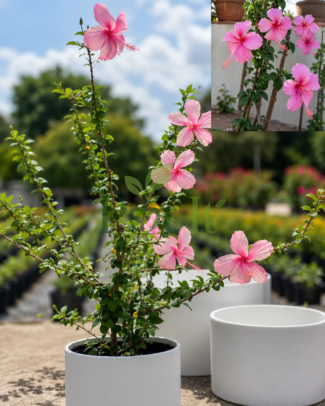 Pink Hibiscus flowering plant in pot with beautiful blooms, Hibiscus rosa-sinensis ornamental garden plant