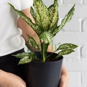 Aglaonema Snow White plant with white and green variegated leaves in a black pot