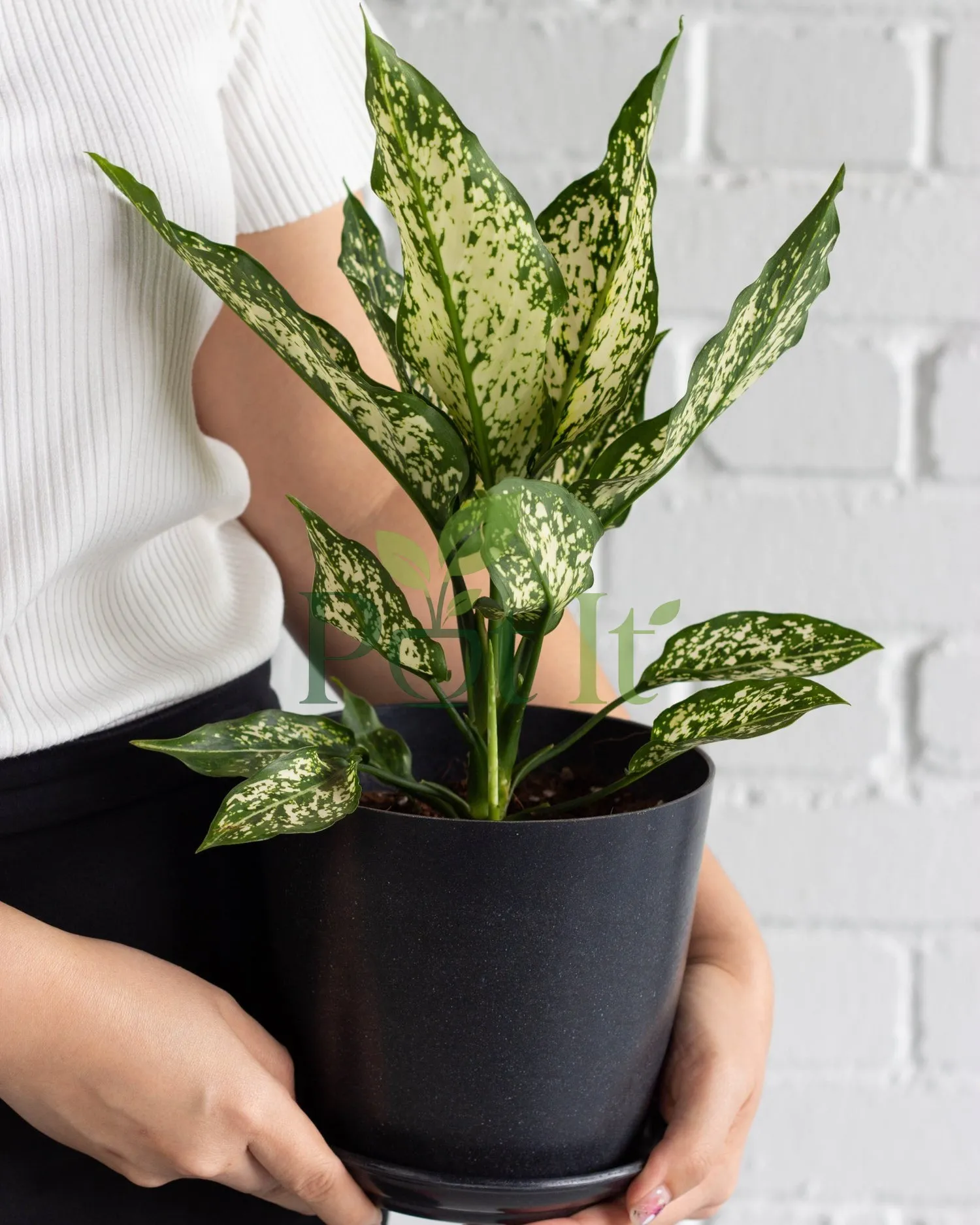 Aglaonema Snow White plant with white and green variegated leaves in a black pot