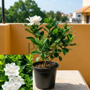 White Double Flower Gardenia plant with fragrant white blooms and glossy green leaves in a nursery pot.