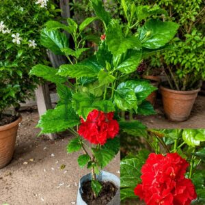 Healthy Red Double Hibiscus plant with vibrant red ruffled flowers growing in a nursery grow bag.