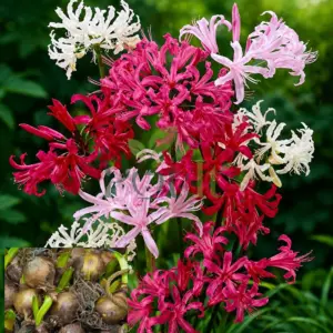 Mixed color Nerine Lily flowers blooming in pink white and red shades
