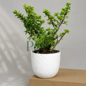 Healthy Dwarf Jade Plant bonsai with thick succulent leaves growing in a white decorative planter indoors.