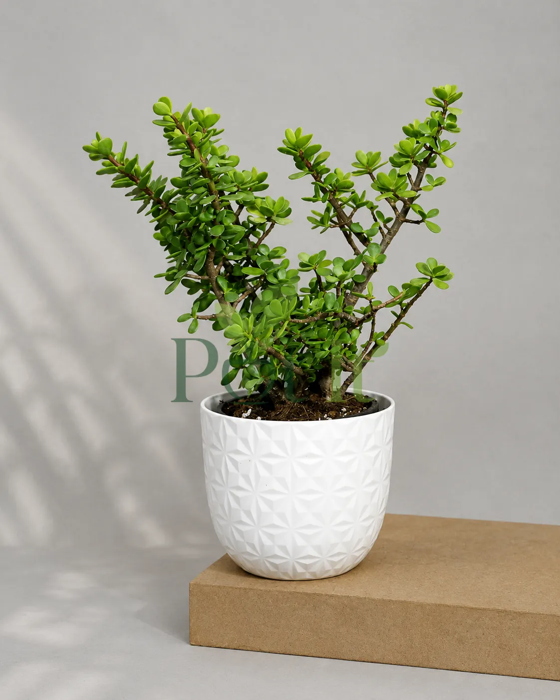 Healthy Dwarf Jade Plant bonsai with thick succulent leaves growing in a white decorative planter indoors.