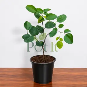 Healthy Indian Red Sandalwood (Pterocarpus santalinus) live plant in nursery pot with vibrant green leaves.