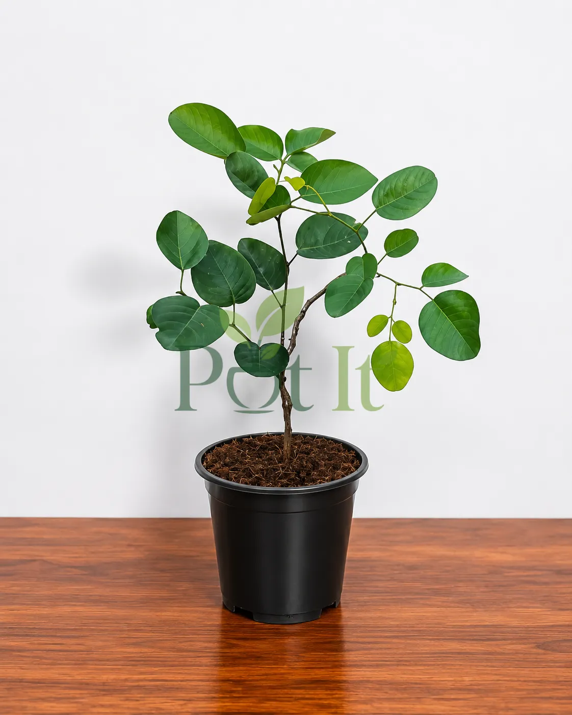 Healthy Indian Red Sandalwood (Pterocarpus santalinus) live plant in nursery pot with vibrant green leaves.
