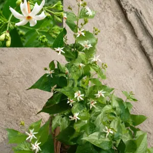 All Time Hybrid Shiuli plant with fragrant white star-shaped flowers and orange centers blooming in a pot.