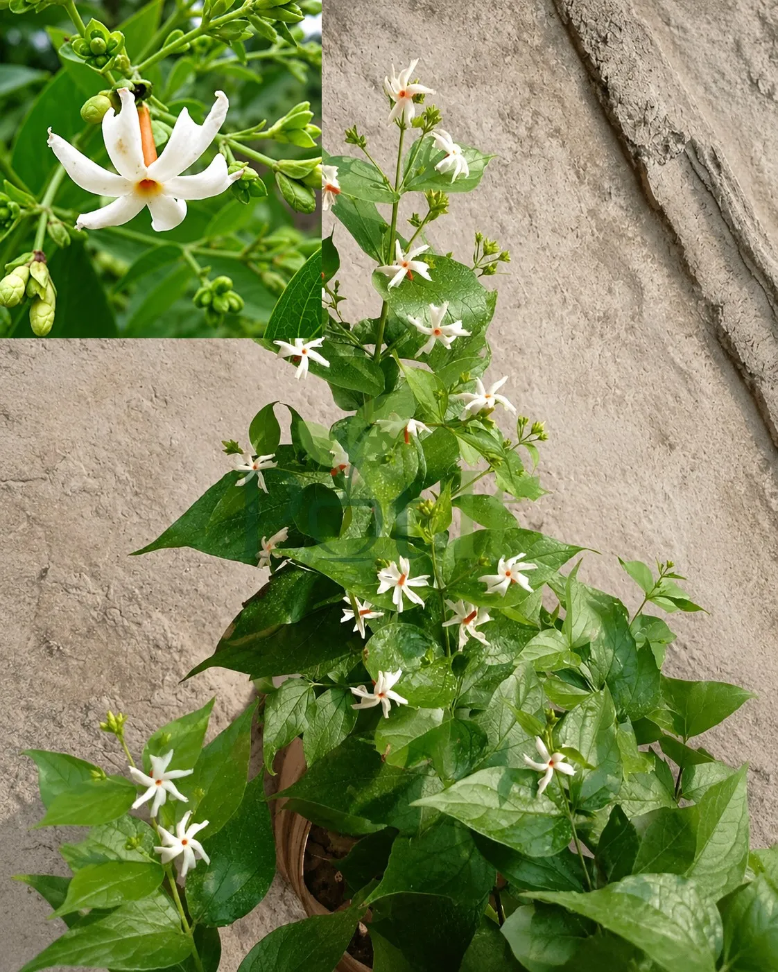 All Time Hybrid Shiuli plant with fragrant white star-shaped flowers and orange centers blooming in a pot.