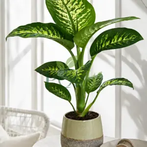 Dieffenbachia Camille plant with green and cream variegated leaves in a ceramic pot