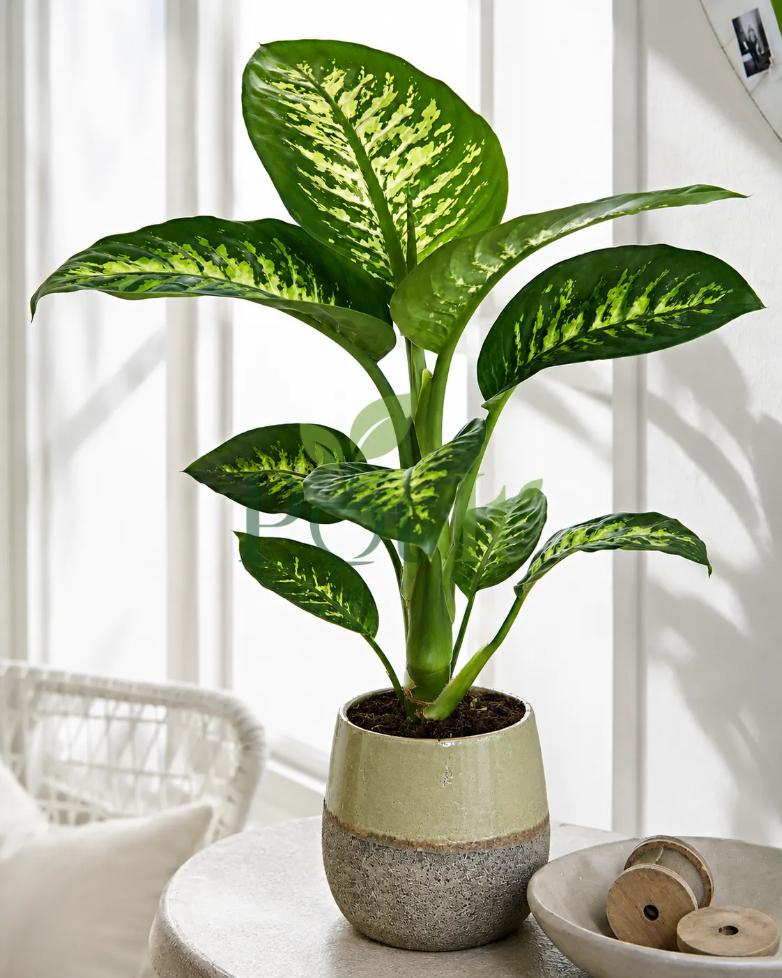 Dieffenbachia Camille plant with green and cream variegated leaves in a ceramic pot