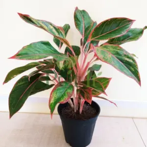 Aglaonema Red Valentine plant with pink stems and red green variegated leaves in a black pot