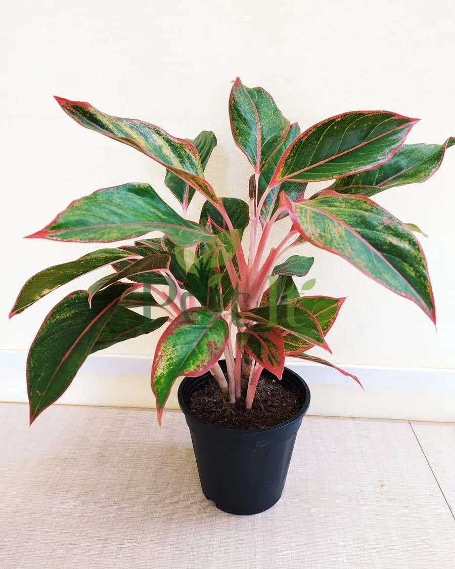 Aglaonema Red Valentine plant with pink stems and red green variegated leaves in a black pot