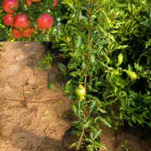 Healthy air layered pomegranate plant with young fruit growing in nursery bag for home gardening.