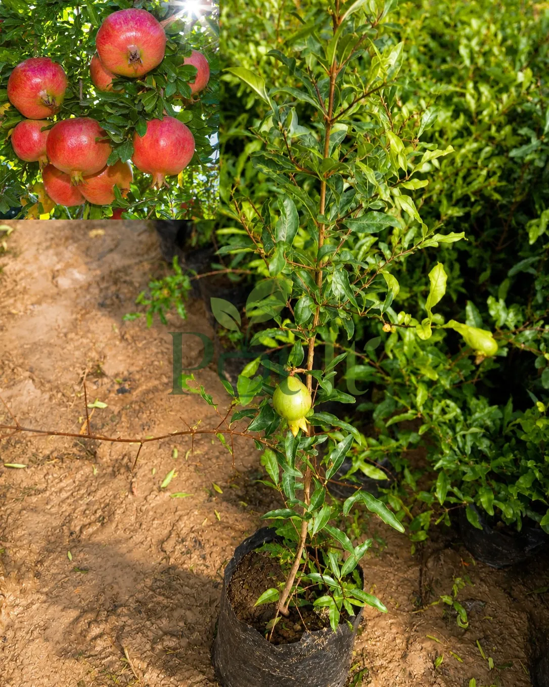 Healthy air layered pomegranate plant with young fruit growing in nursery bag for home gardening.