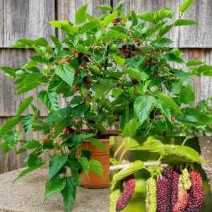 Dwarf Mulberry (Shahtoot) fruit plant growing in a pot with ripening red and black edible berries.