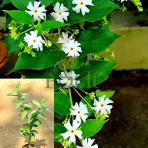 Night Blooming Jasmine (Parijat/Harsingar) plant with fragrant white flowers and orange centers blooming among green leaves.