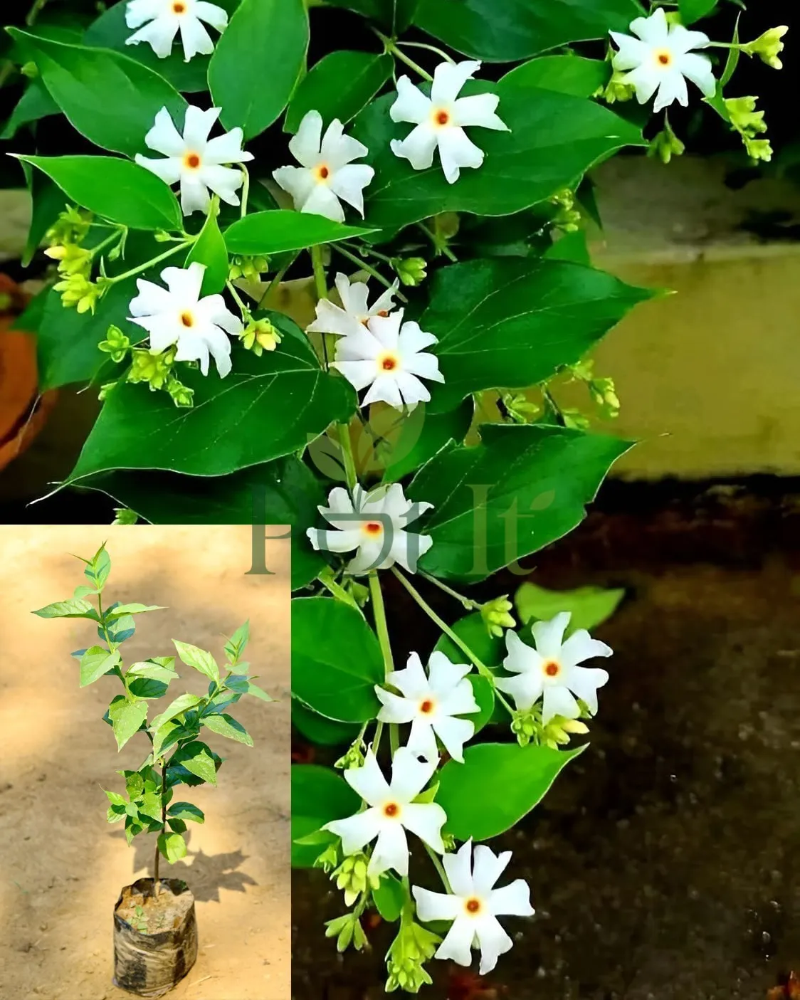 Night Blooming Jasmine (Parijat/Harsingar) plant with fragrant white flowers and orange centers blooming among green leaves.