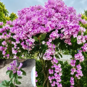 Garlic Vine Plant with cascading clusters of purple flowers growing as an ornamental climber in a garden landscape.