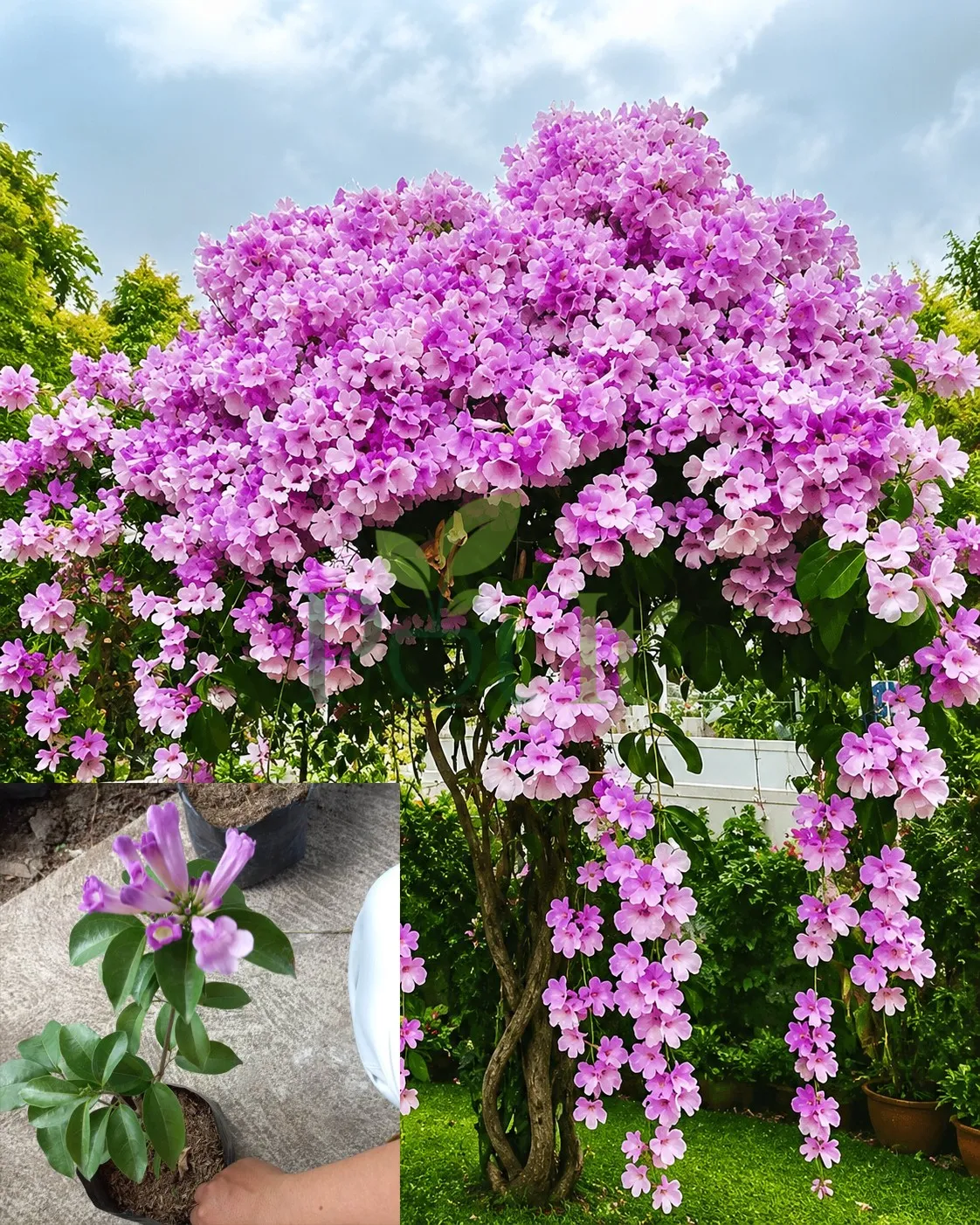 Garlic Vine Plant with cascading clusters of purple flowers growing as an ornamental climber in a garden landscape.