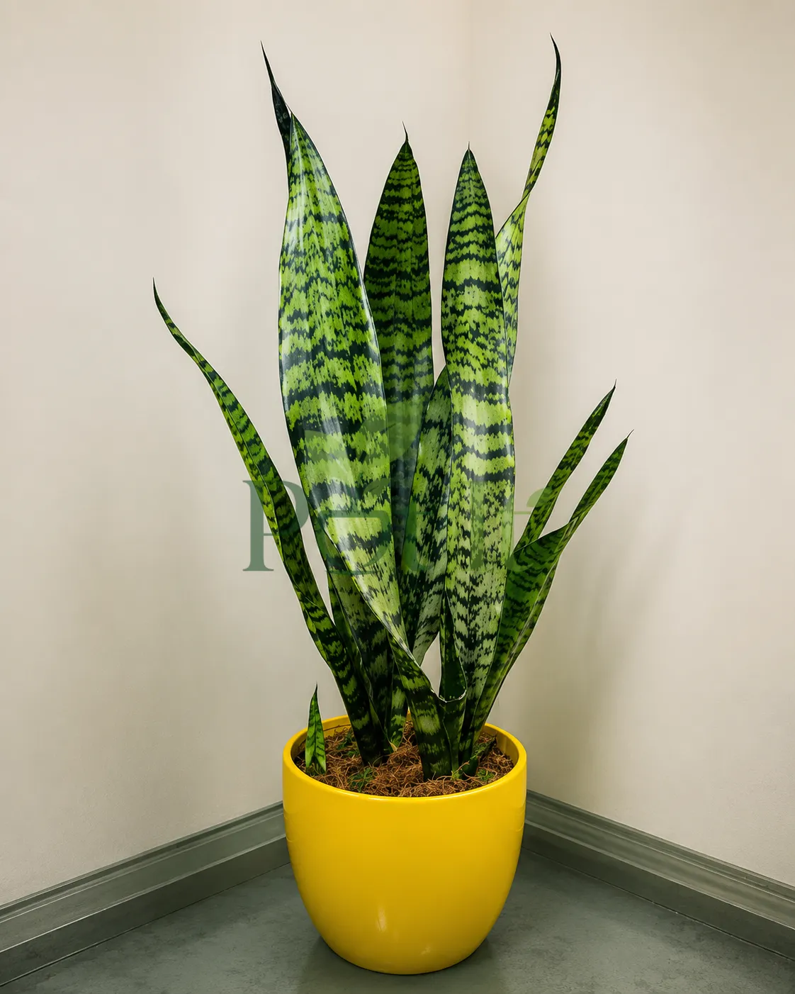 Healthy Snake Plant (Sansevieria Trifasciata) with upright variegated green leaves growing in a bright yellow pot indoors.