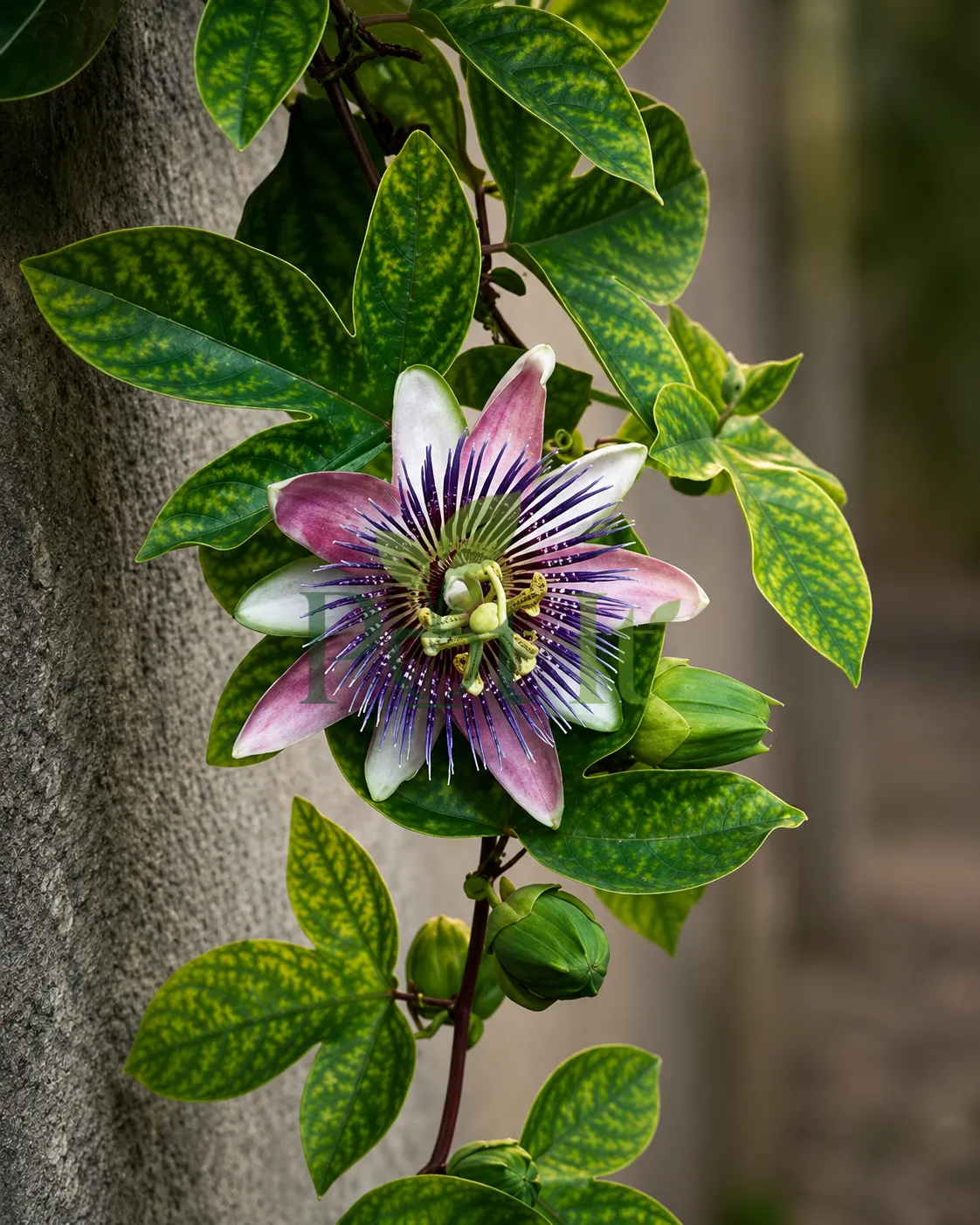 Close-up of a purple Passion Flower blooming on a climbing vine with green leaves and unopened flower buds