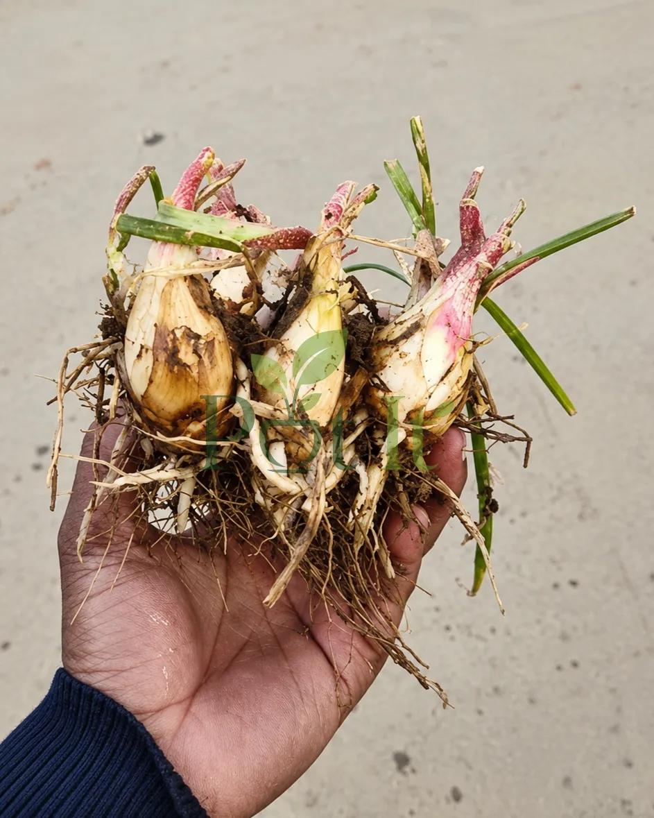 Hand holding healthy tuberose bulbs with roots and new shoots for planting