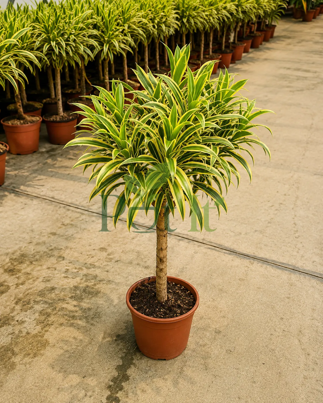 Dracaena Song of India tree with green and yellow variegated leaves growing in a nursery pot outdoors