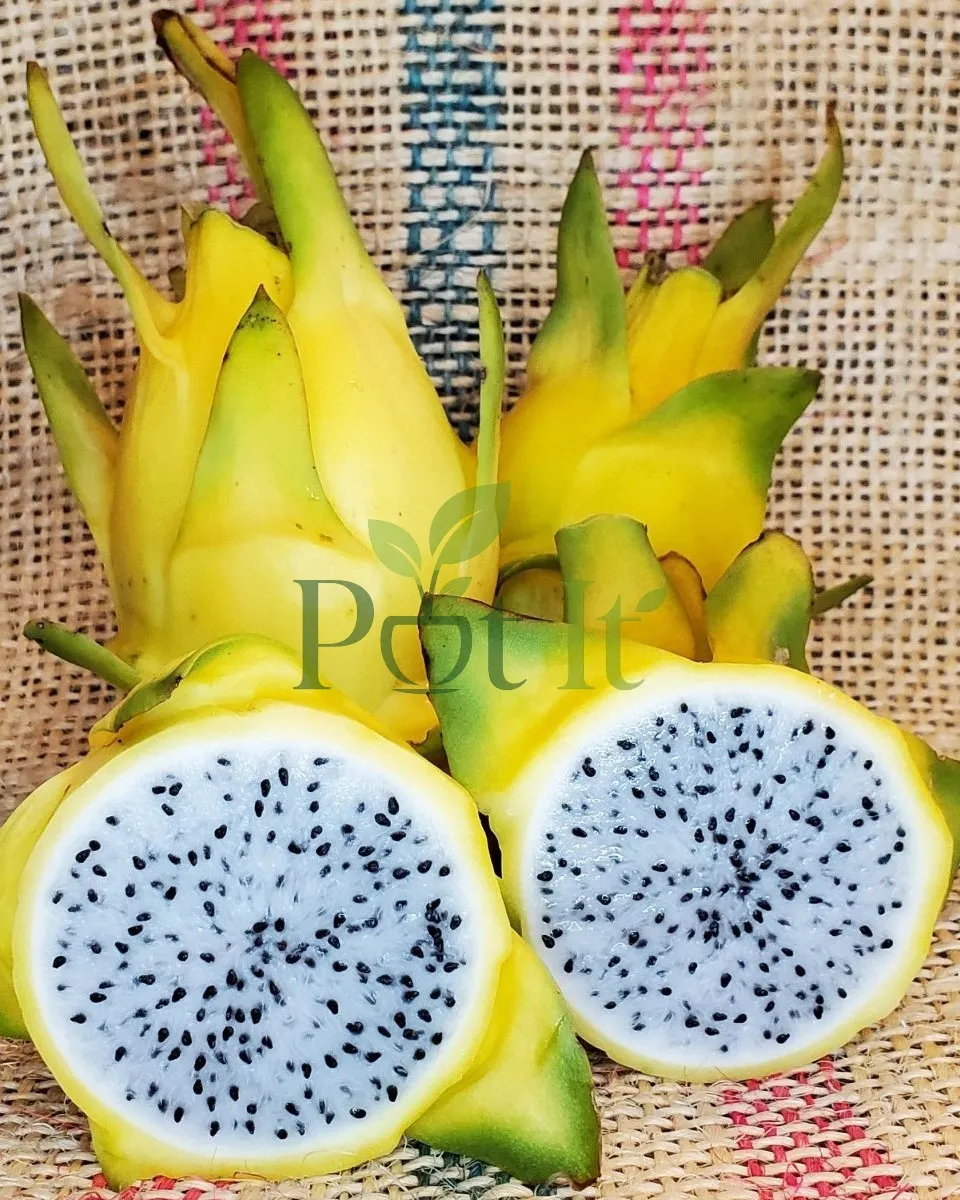 Fresh yellow dragon fruit cut in half showing sweet white flesh with black seeds and yellow skin