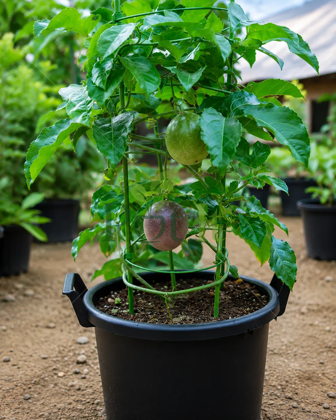 Purple Passion Fruit plant growing in a container with ripening fruits, healthy Passiflora edulis vine supported by a plant cage in a home garden.