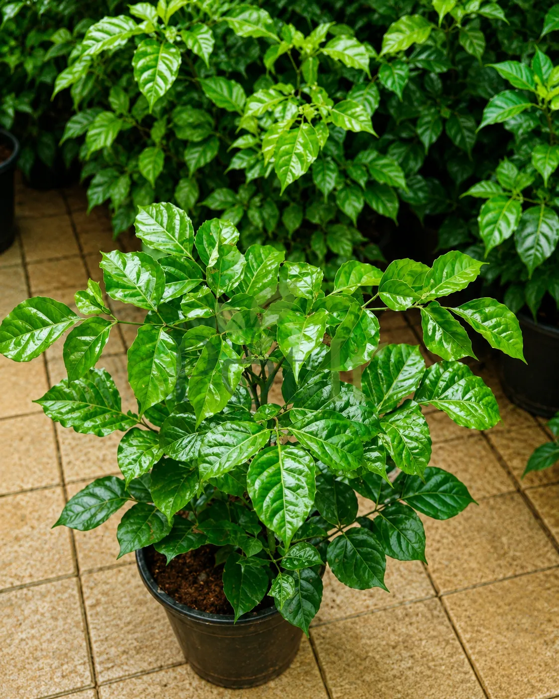 Healthy China Doll plant with glossy green leaves growing in a nursery pot, ideal for indoor and outdoor decoration.