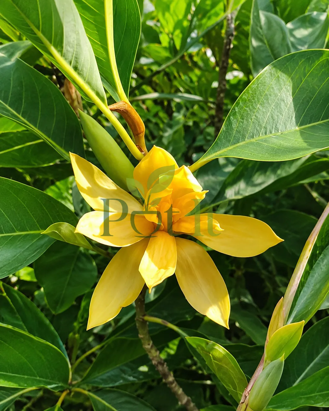 Close-up of Golden Champaca flower with bright yellow petals and glossy green leaves
