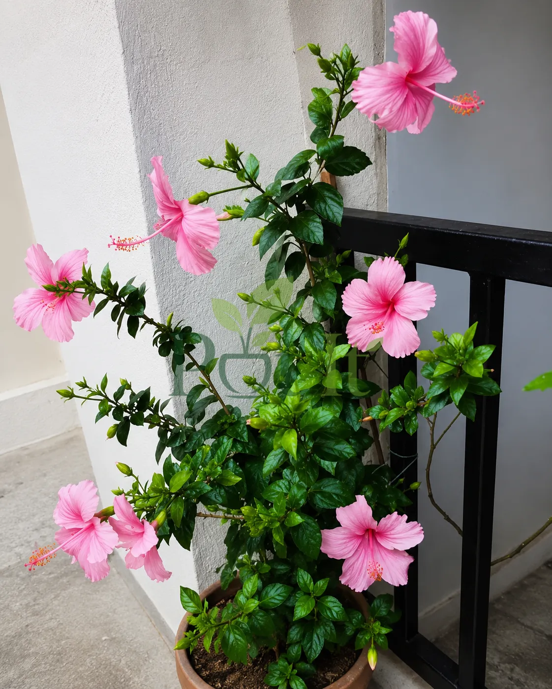 Healthy pink hibiscus plant in pot with multiple blooms and buds, ideal for balcony and garden decoration