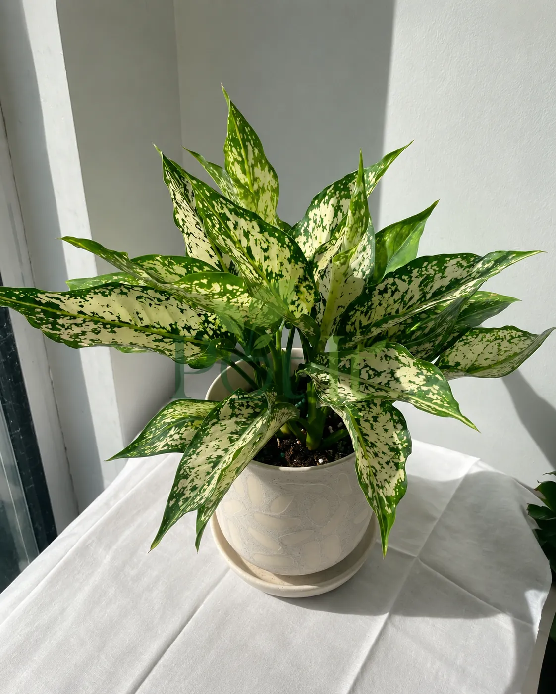 Healthy Aglaonema Snow White plant with variegated white and green leaves in a white ceramic pot