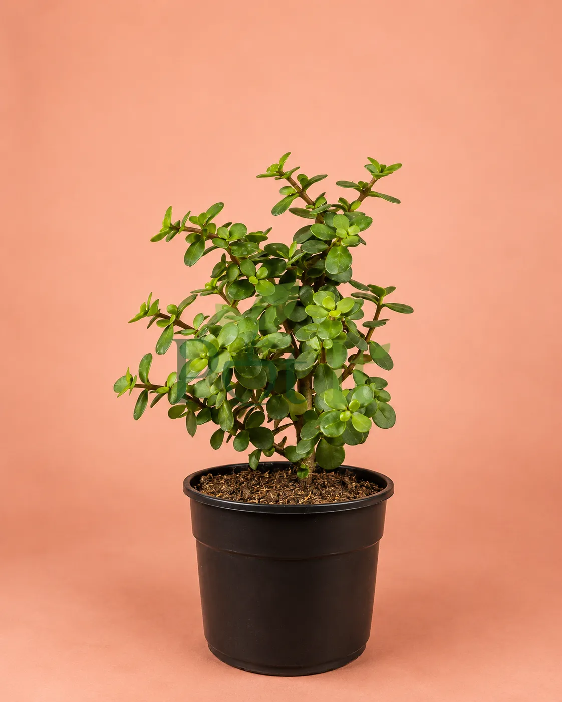 Compact Dwarf Jade succulent plant with thick green leaves growing in a black nursery pot against a pastel background.