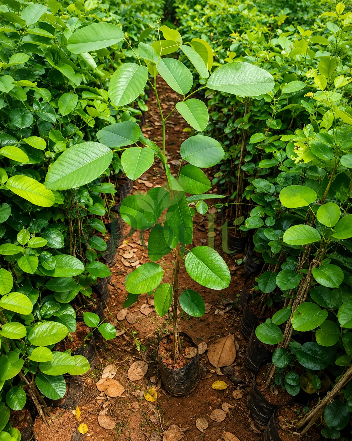 Healthy Indian Red Sandalwood sapling growing in a nursery bed, surrounded by young Red Sanders plants.