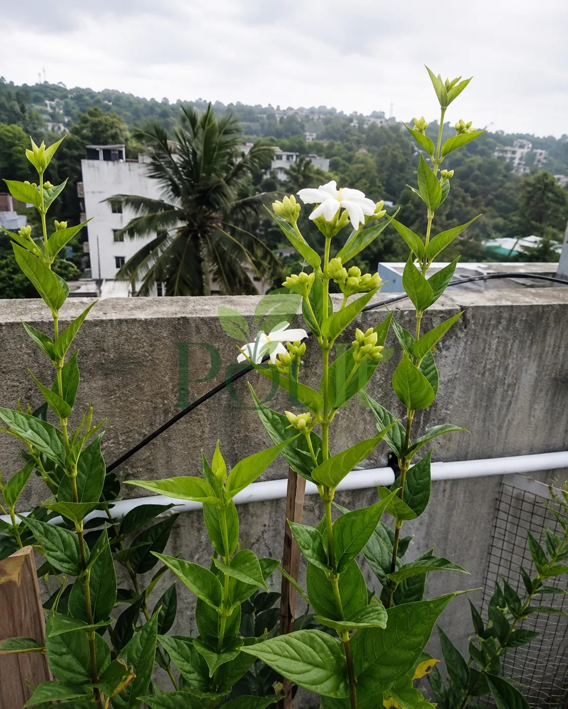 All Time Hybrid Shiuli plant growing on a terrace with white fragrant flowers and multiple flower buds.