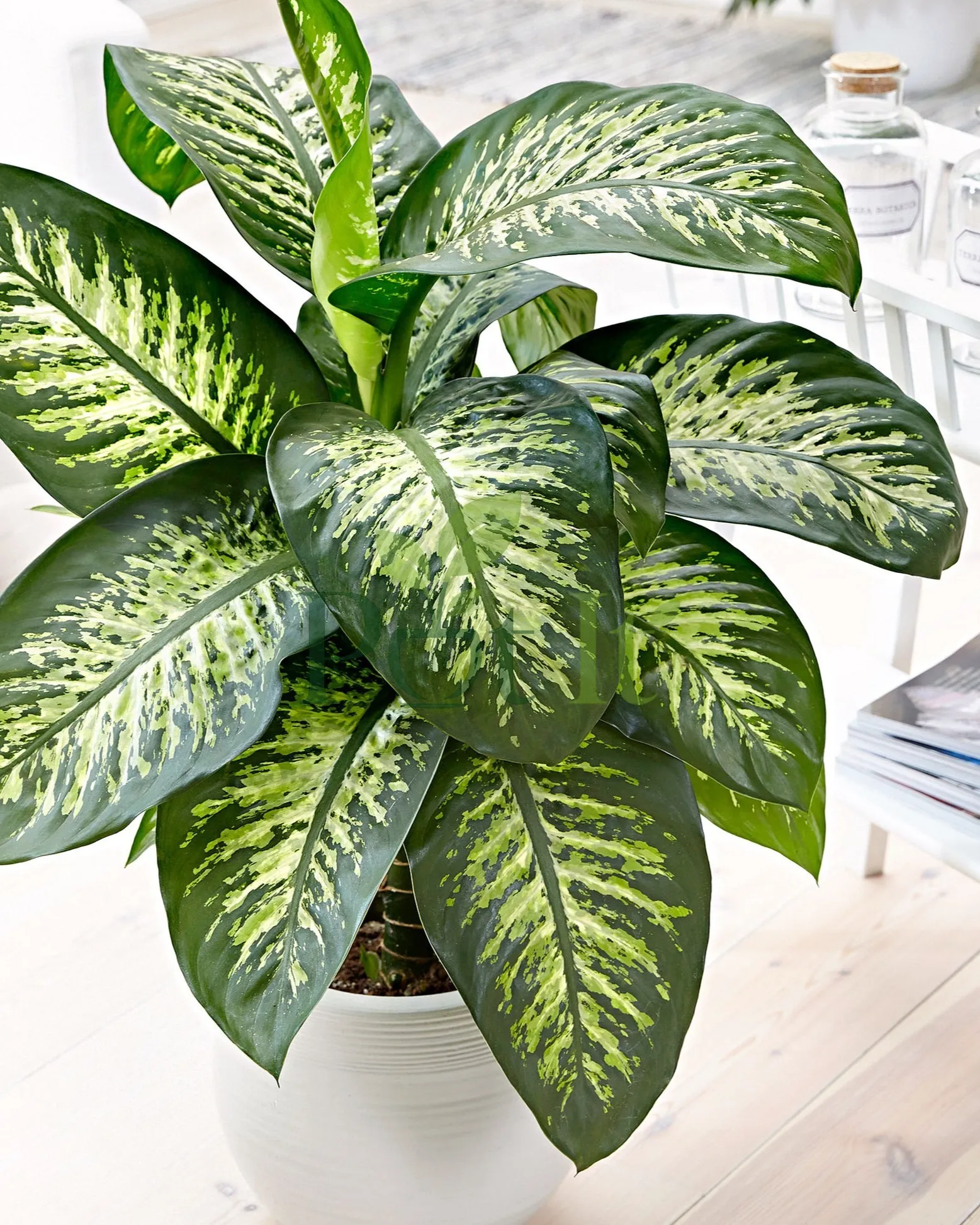 Close-up of Dieffenbachia Camille with green leaves and creamy white variegation