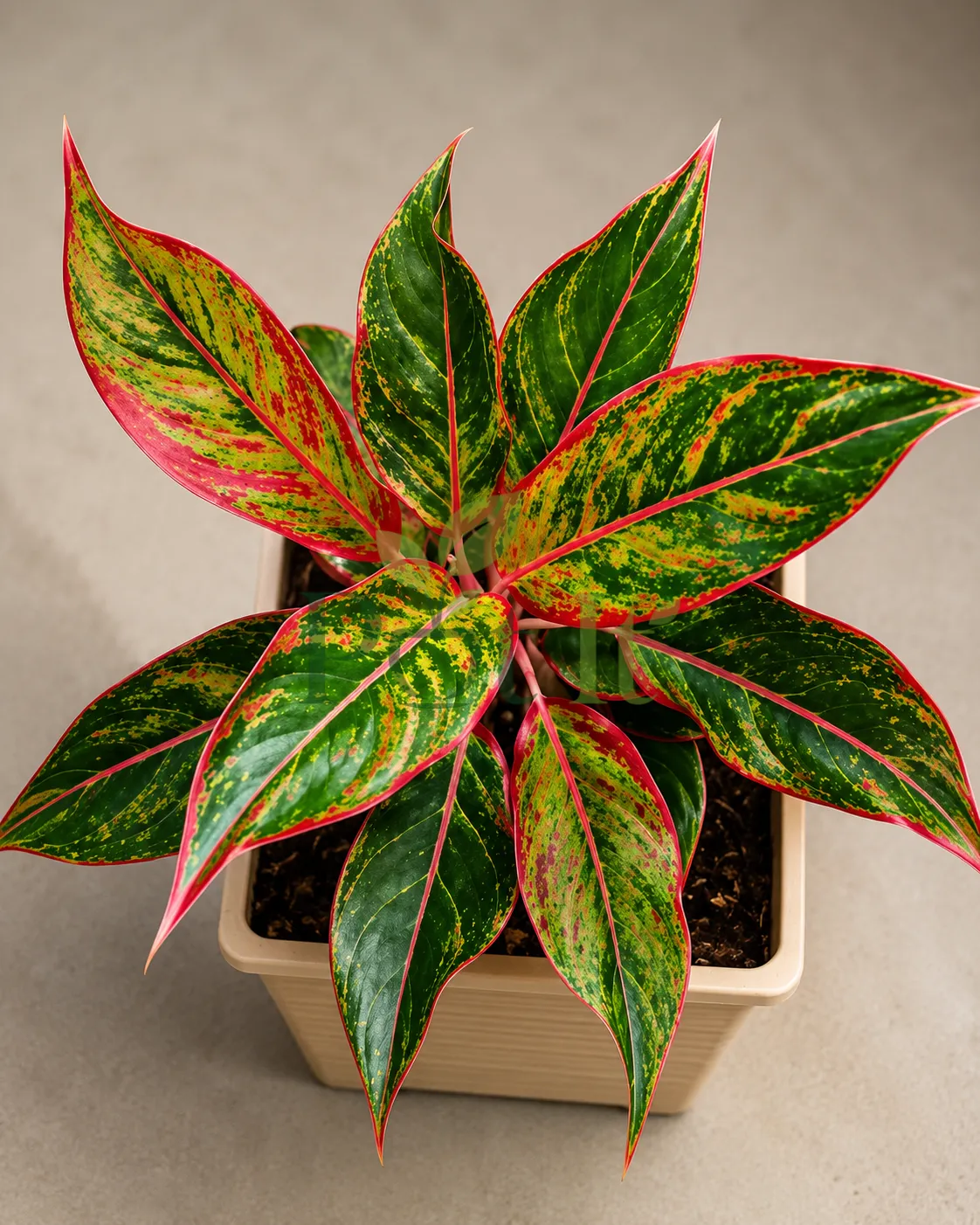 Aglaonema Red Siam Aurora plant with vibrant red, green, and pink variegated foliage in a decorative pot
