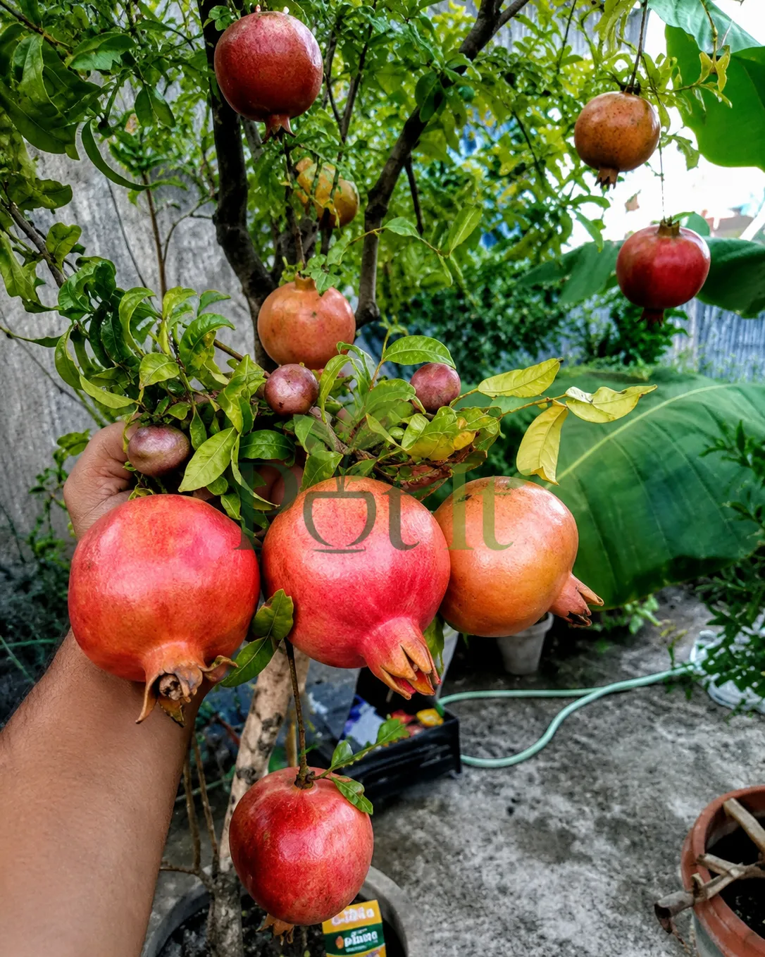 Healthy pomegranate tree loaded with ripe red Anar fruits growing in a home garden.